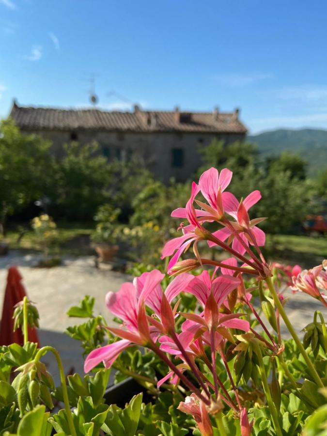 Agriturismo La Via Dell'Oliviera Ciciano Eksteriør bilde